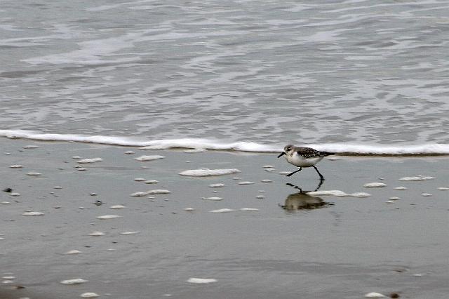 045 Texel.jpg